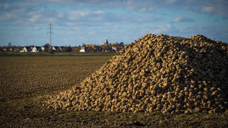 Zuckerrübenernte auf einem Feld nahe einer Ortschaft – dokumentiert den Abschluss der Anbausaison.
